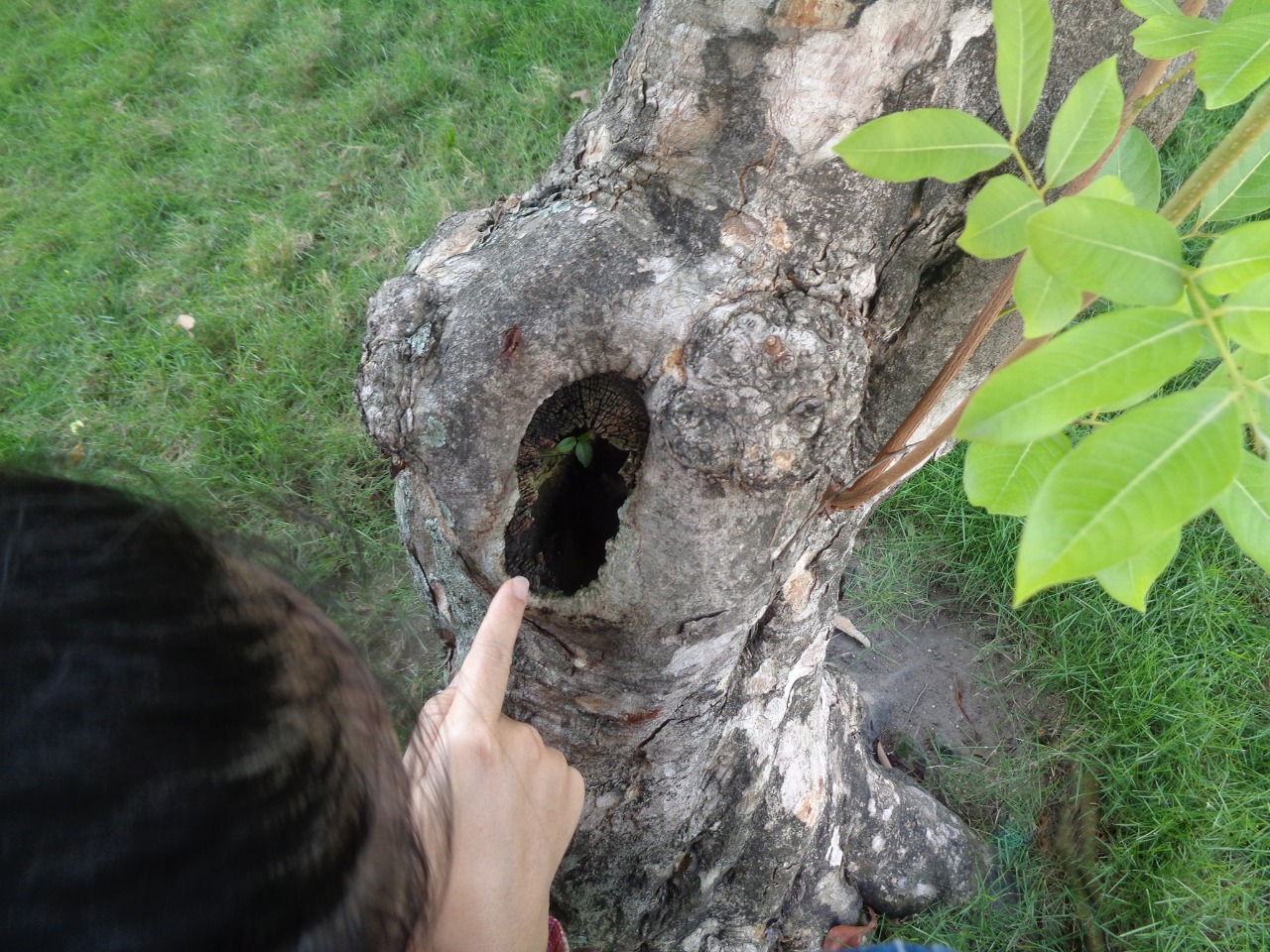 Trên thân cây có kiến, sâu, nhện và chim nữa. Chúng ta là một phần của thế giới tự nhiên.